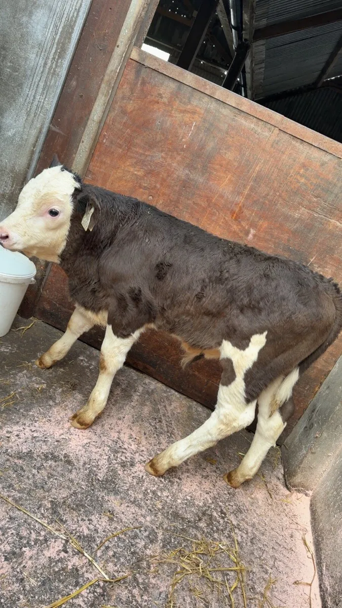 4 Simmental bull calves - Image 2