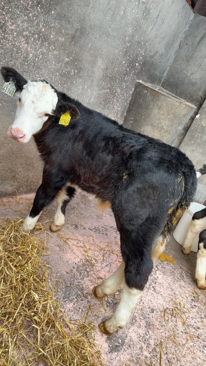 4 Simmental bull calves - Image 4