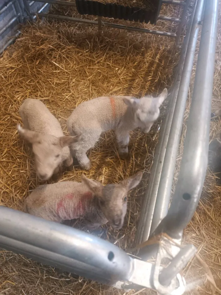 Pet lambs - Image 1