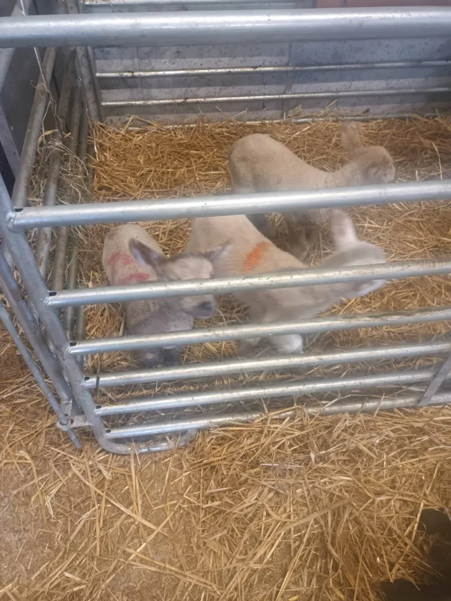 Pet lambs - Image 2