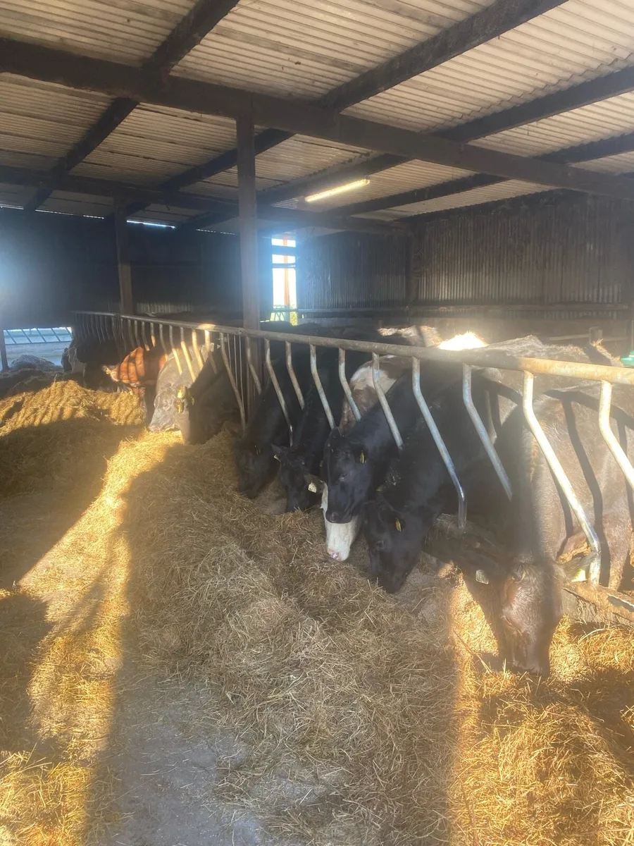 30 2yo heifers - Image 1