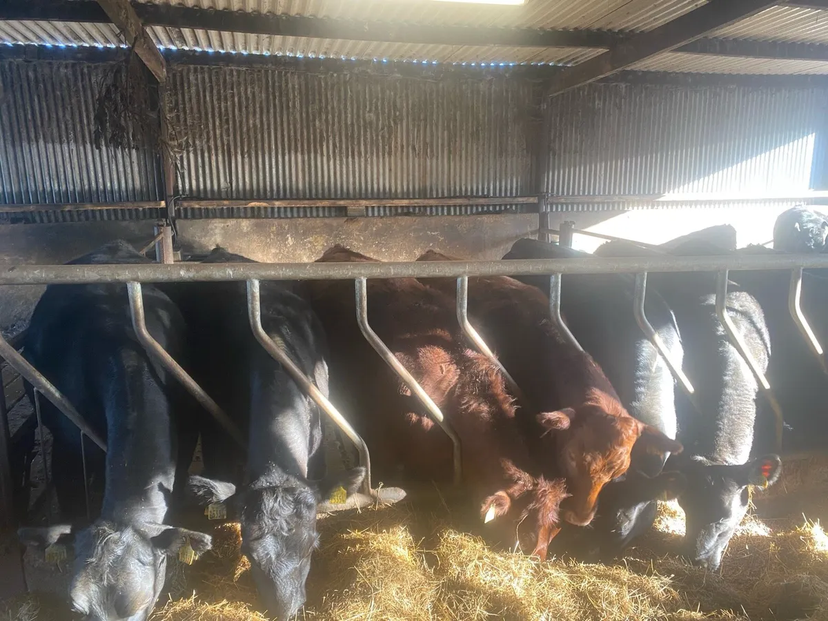 30 2yo heifers - Image 2