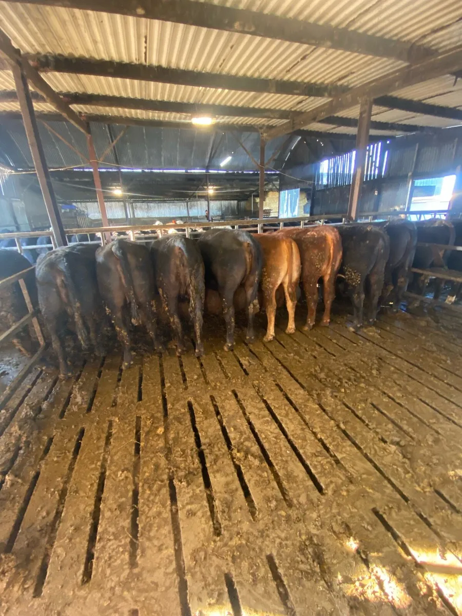 30 2yo heifers - Image 3