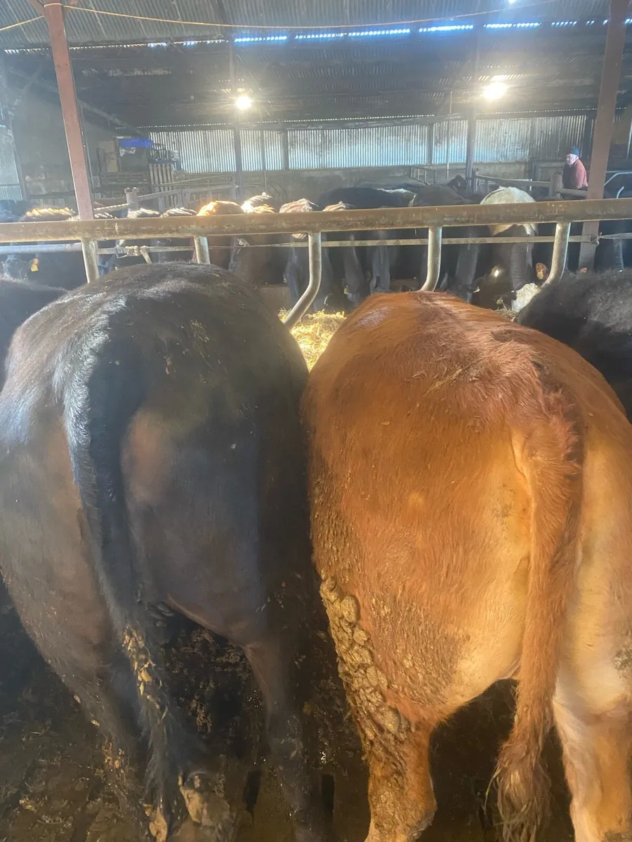 30 2yo heifers - Image 4