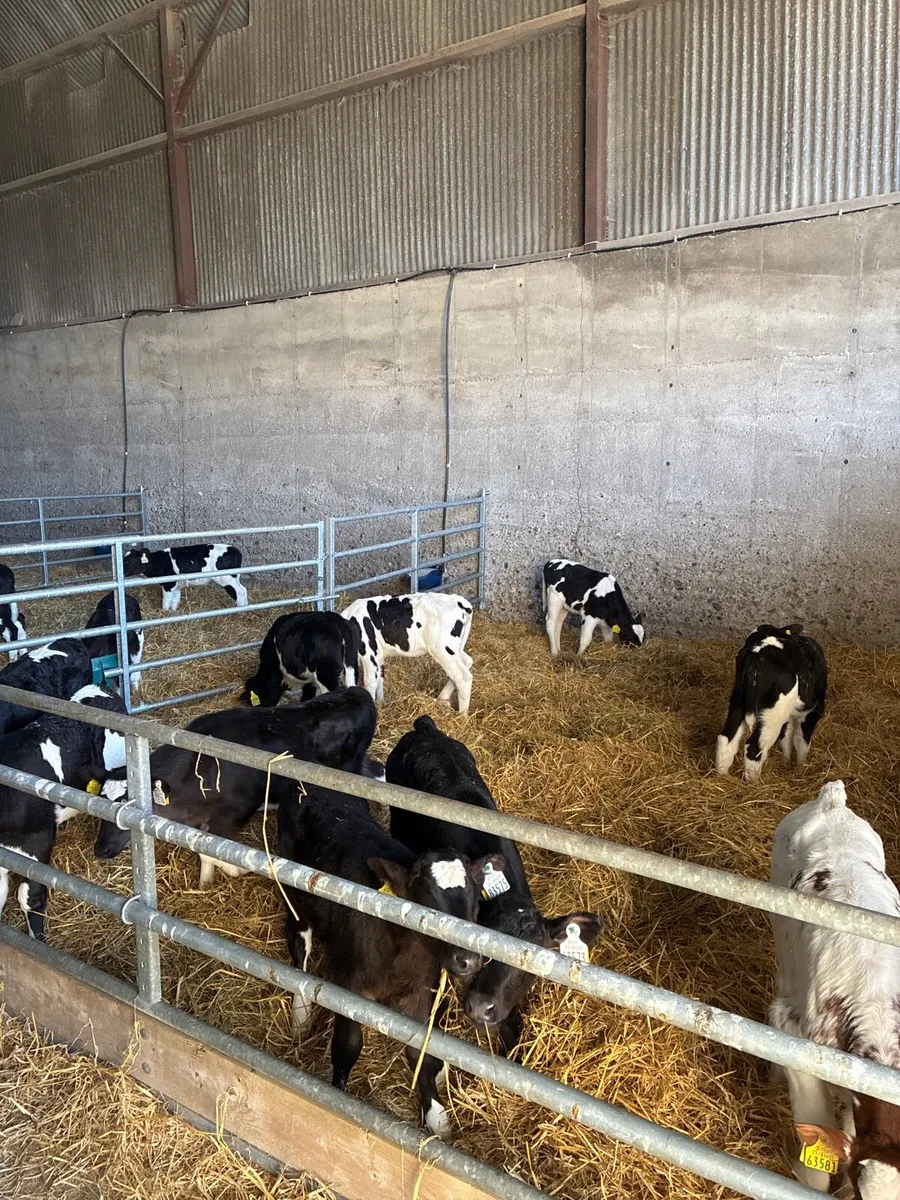 Surplus fr heifer calves - Image 1