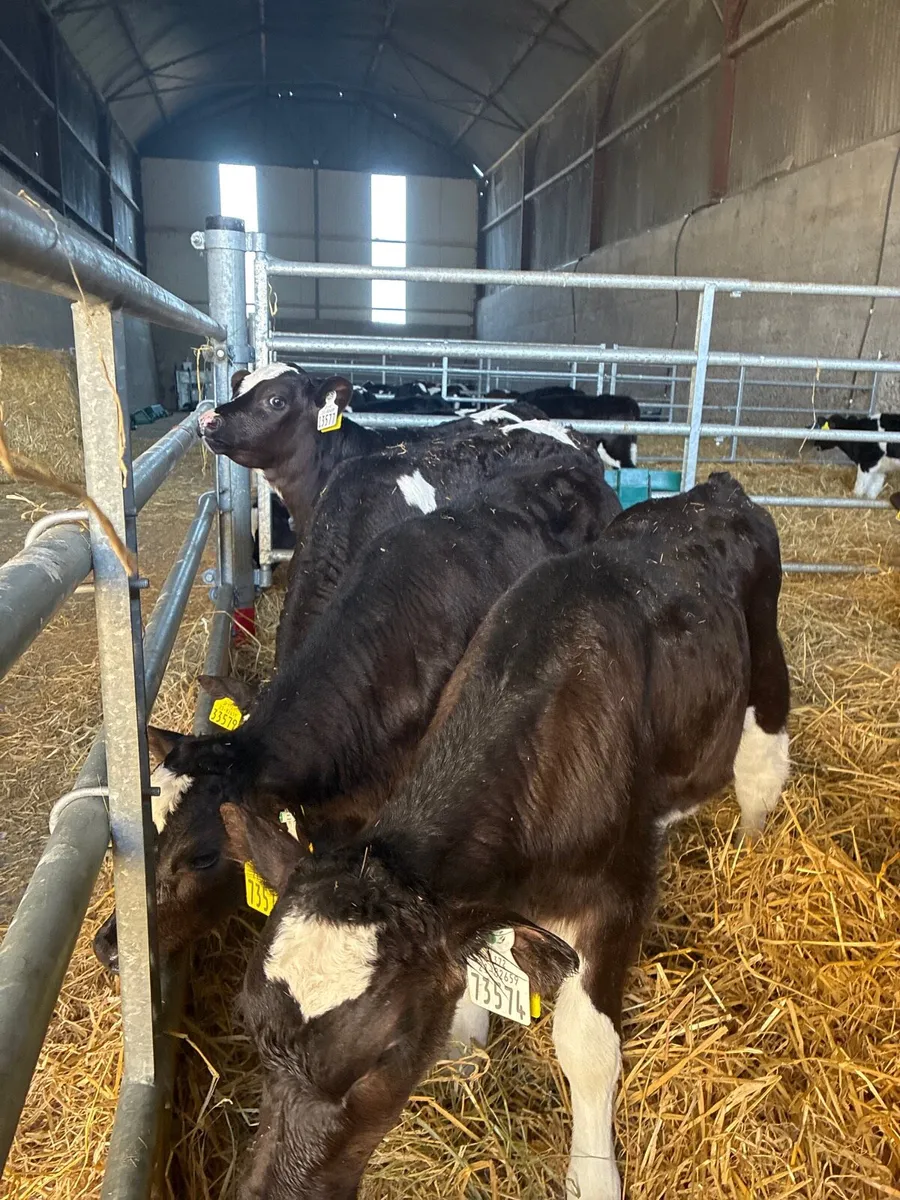 Surplus fr heifer calves - Image 2