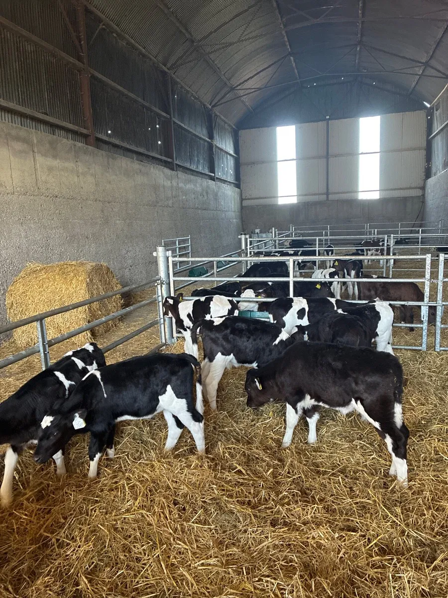 Surplus fr heifer calves - Image 3
