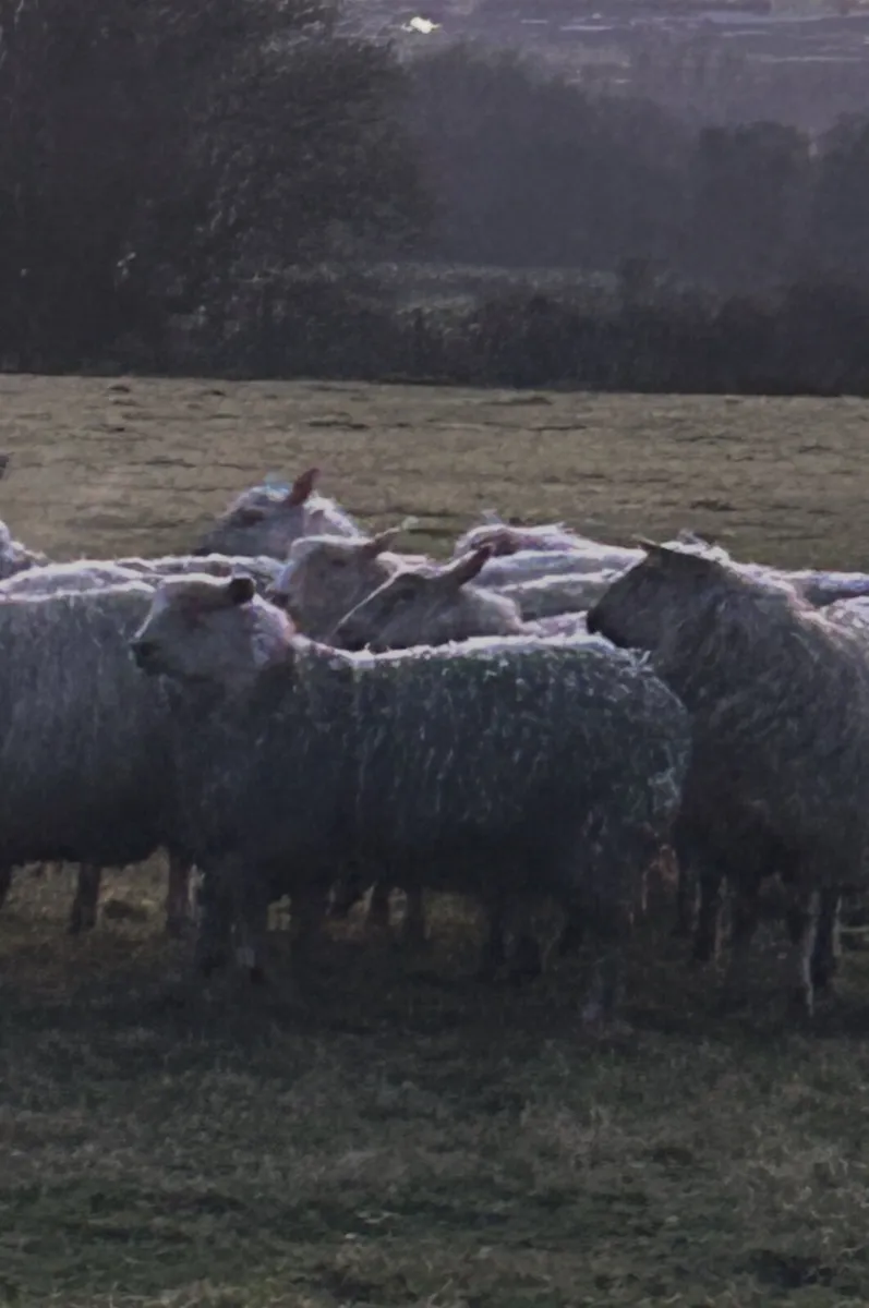 Ewe hoggets rouge x Belclare - Image 1