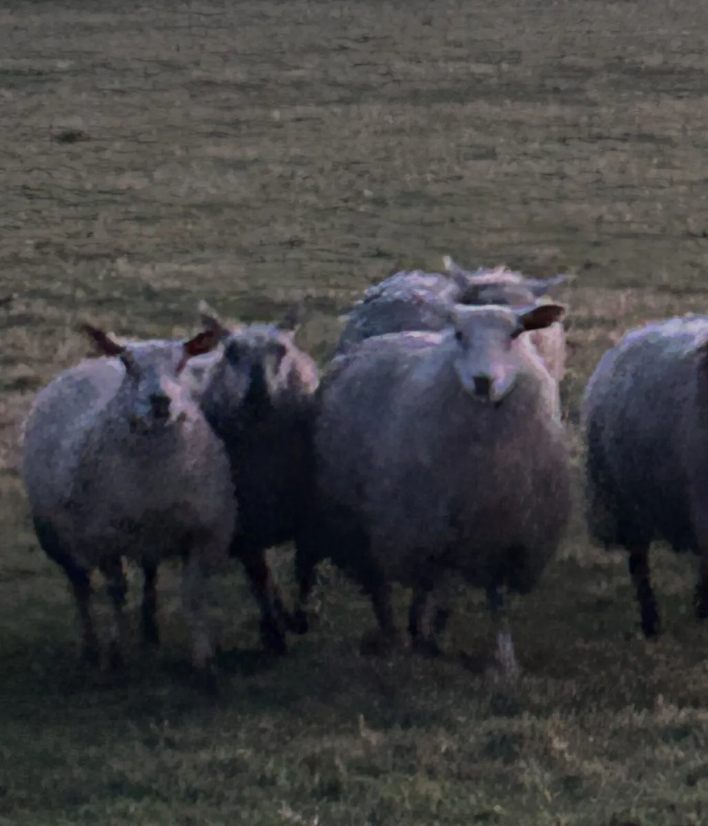 Ewe hoggets rouge x Belclare - Image 3