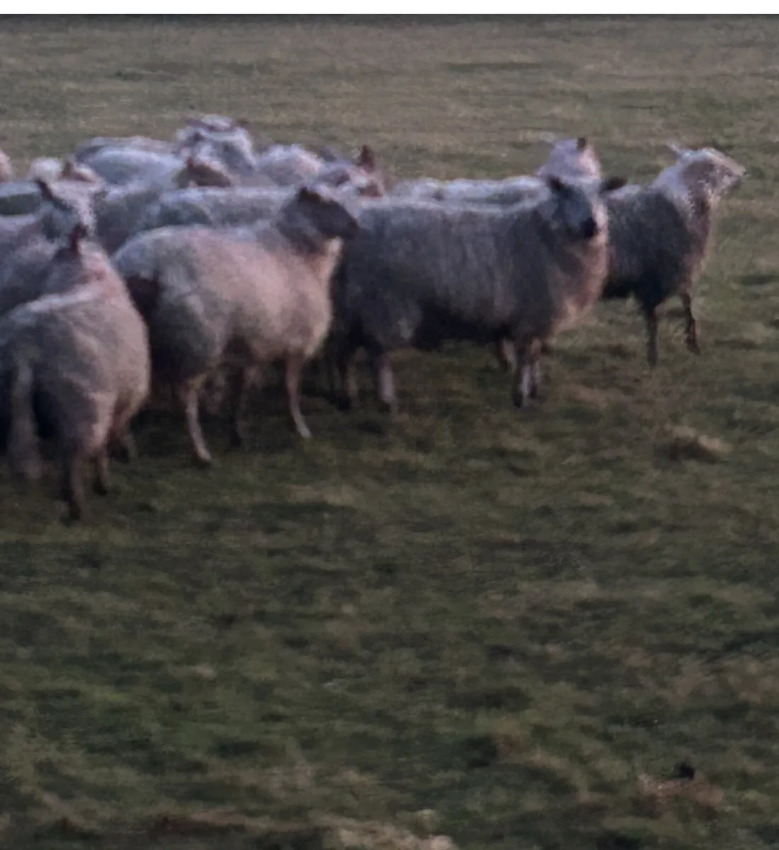 Ewe hoggets rouge x Belclare - Image 2