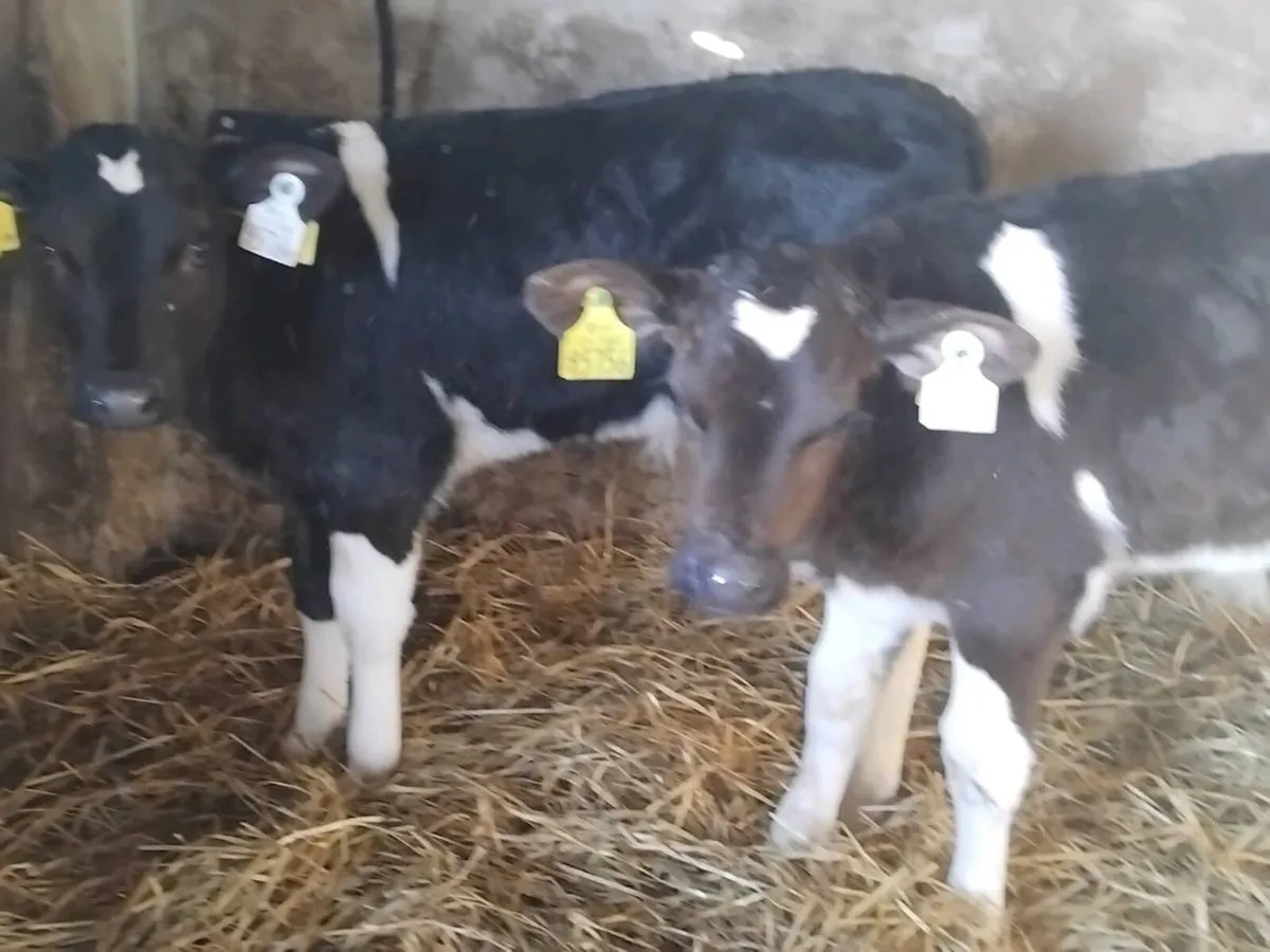 4Friesian  Bull Calves - €700 - Image 3