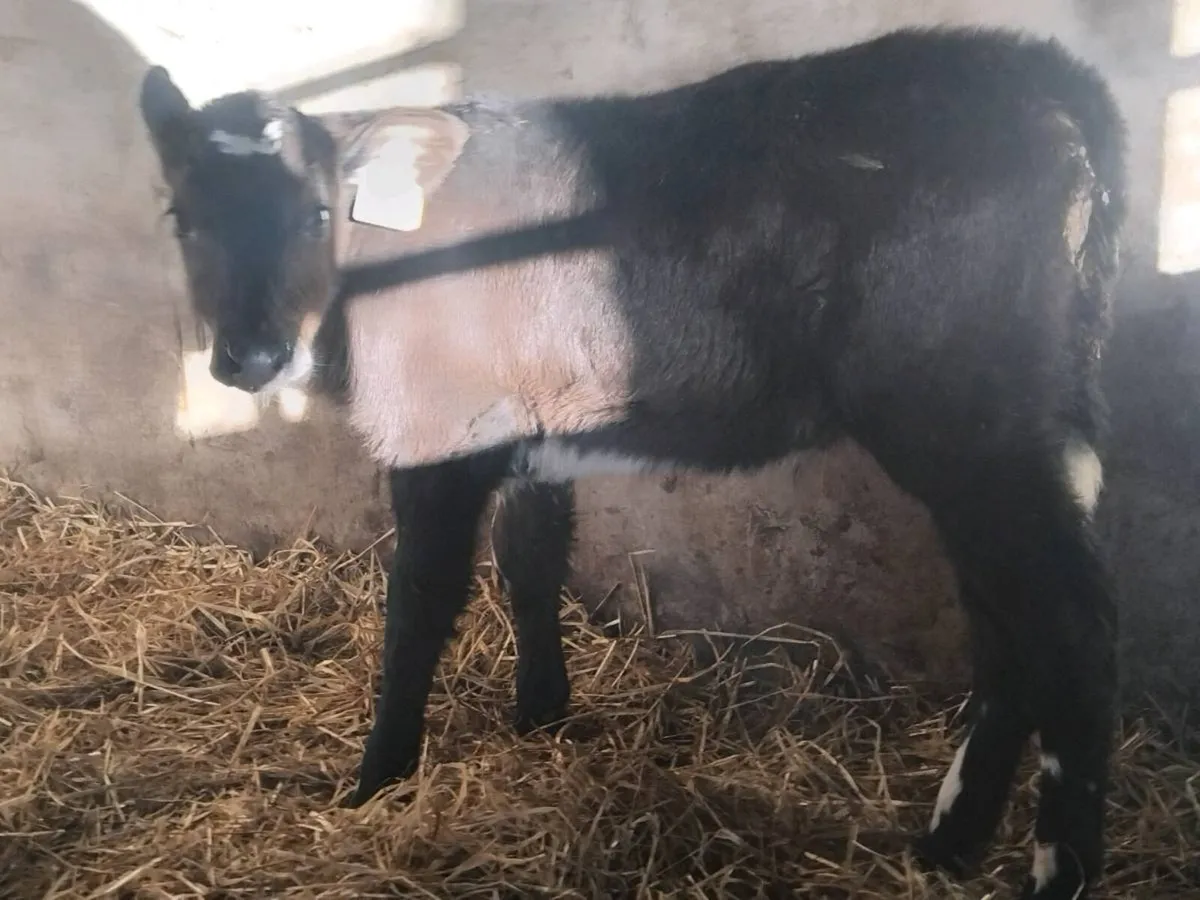 4Friesian  Bull Calves - €700 - Image 4