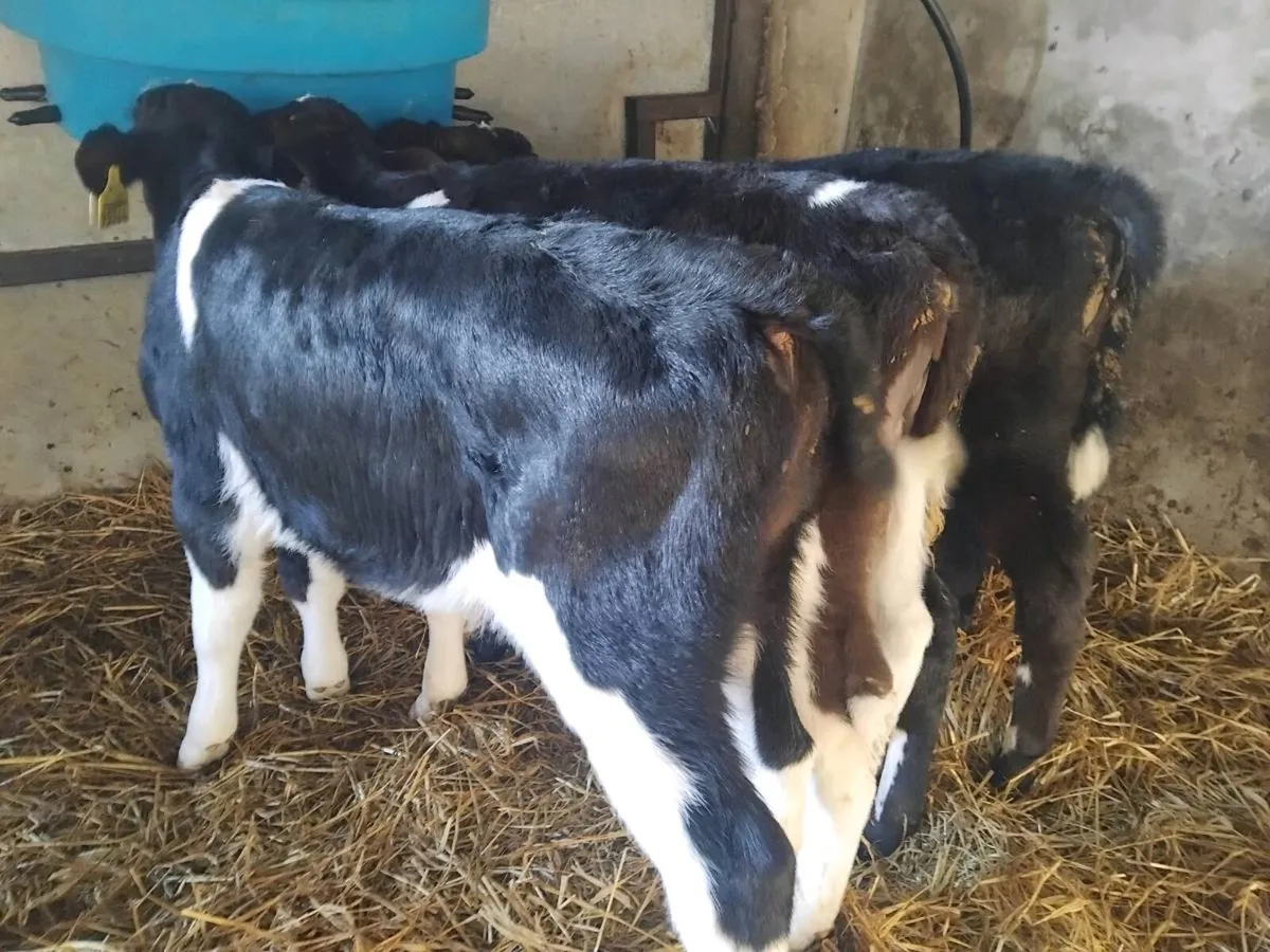 4Friesian  Bull Calves - €700 - Image 2