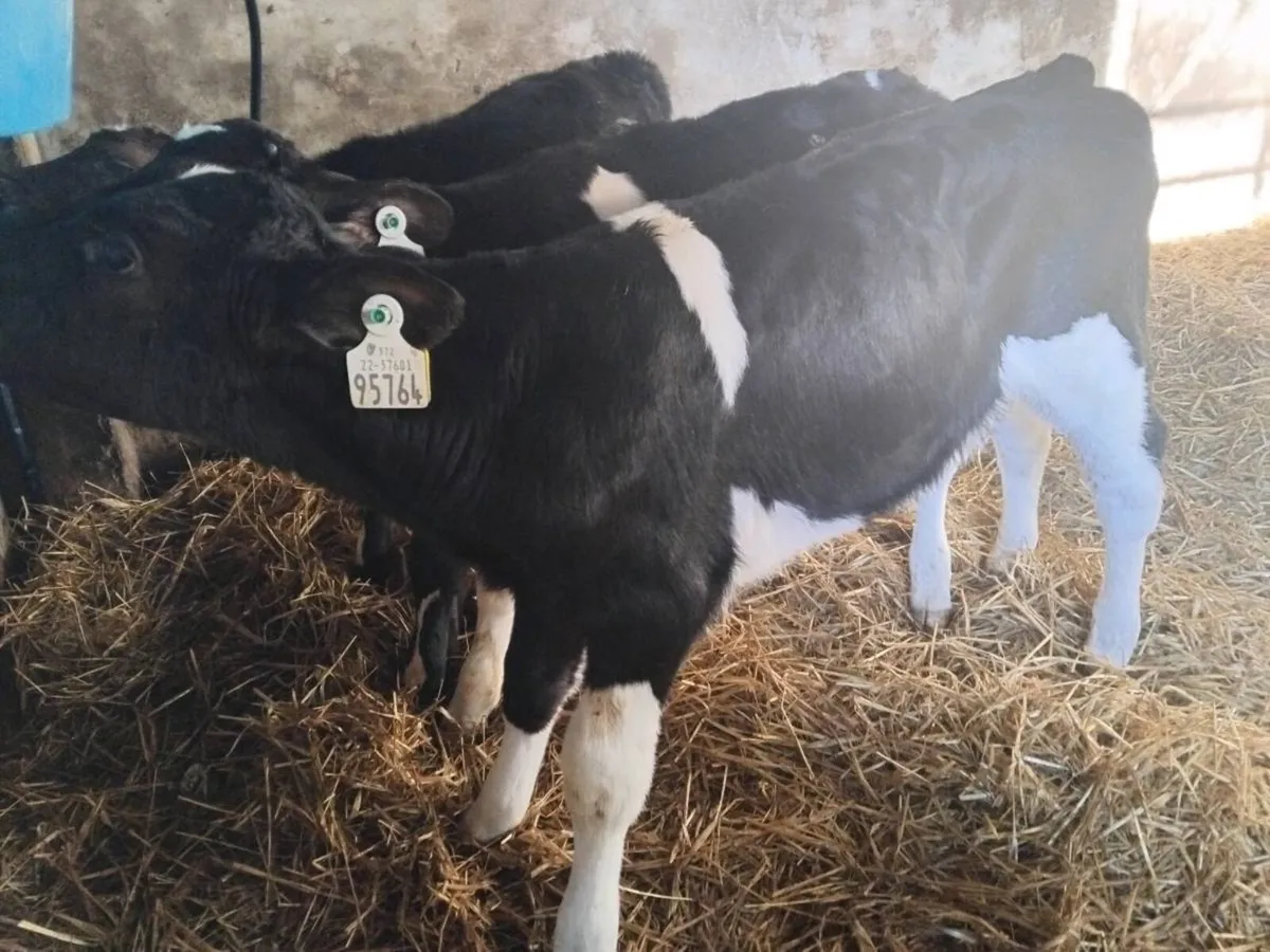 4Friesian  Bull Calves - €700 - Image 1