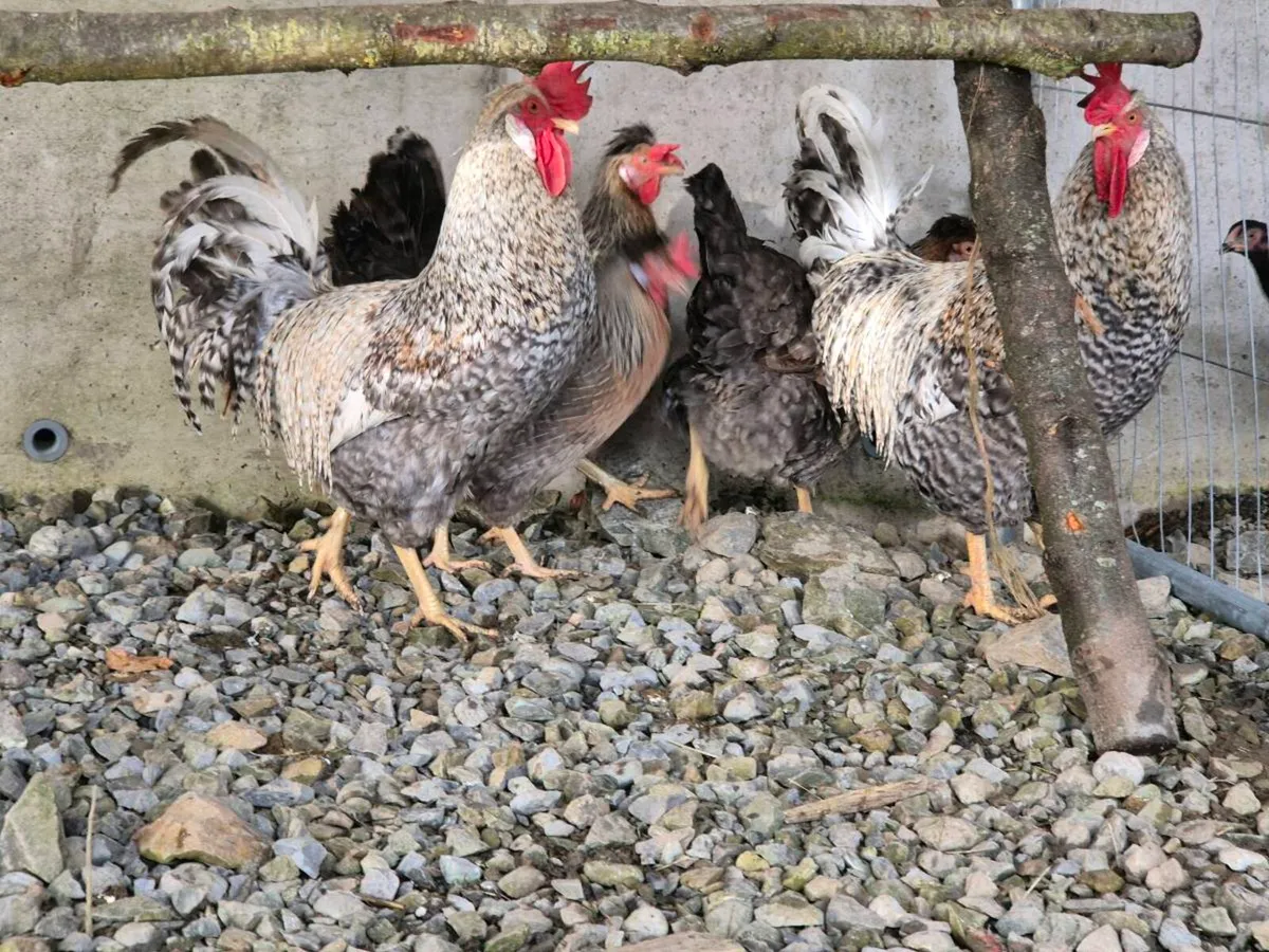 Pb hens & ducks - Image 3