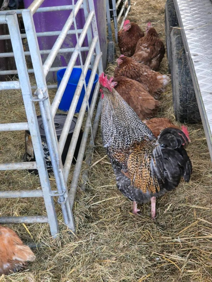 Pb hens & ducks - Image 4