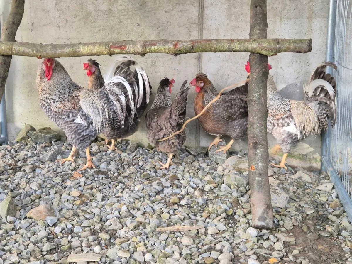 Pb hens & ducks - Image 1