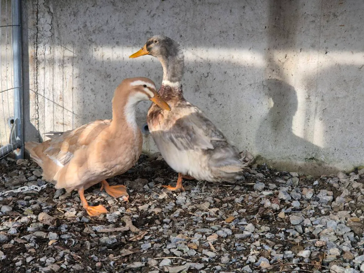 Pb hens & ducks - Image 2