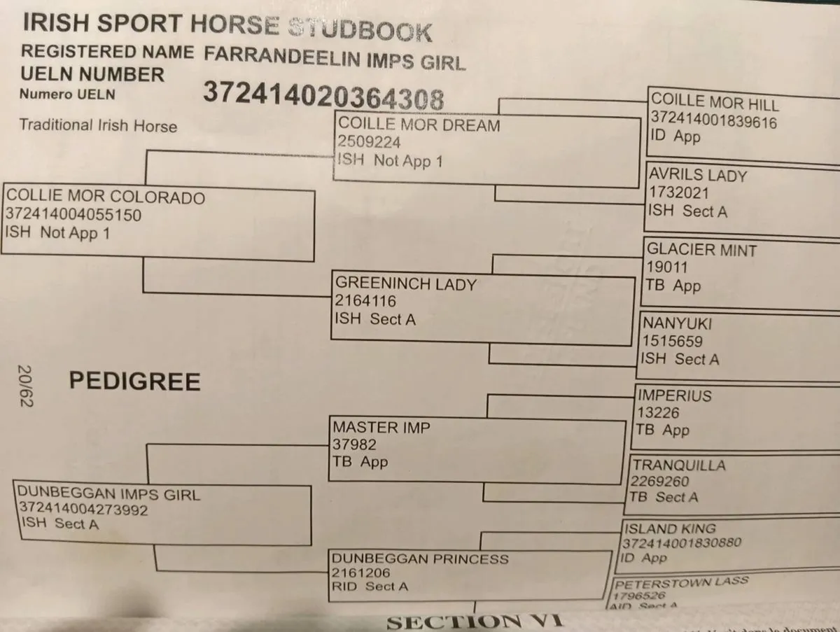 Gorgeous top quality Sports horse broodmare - Image 4