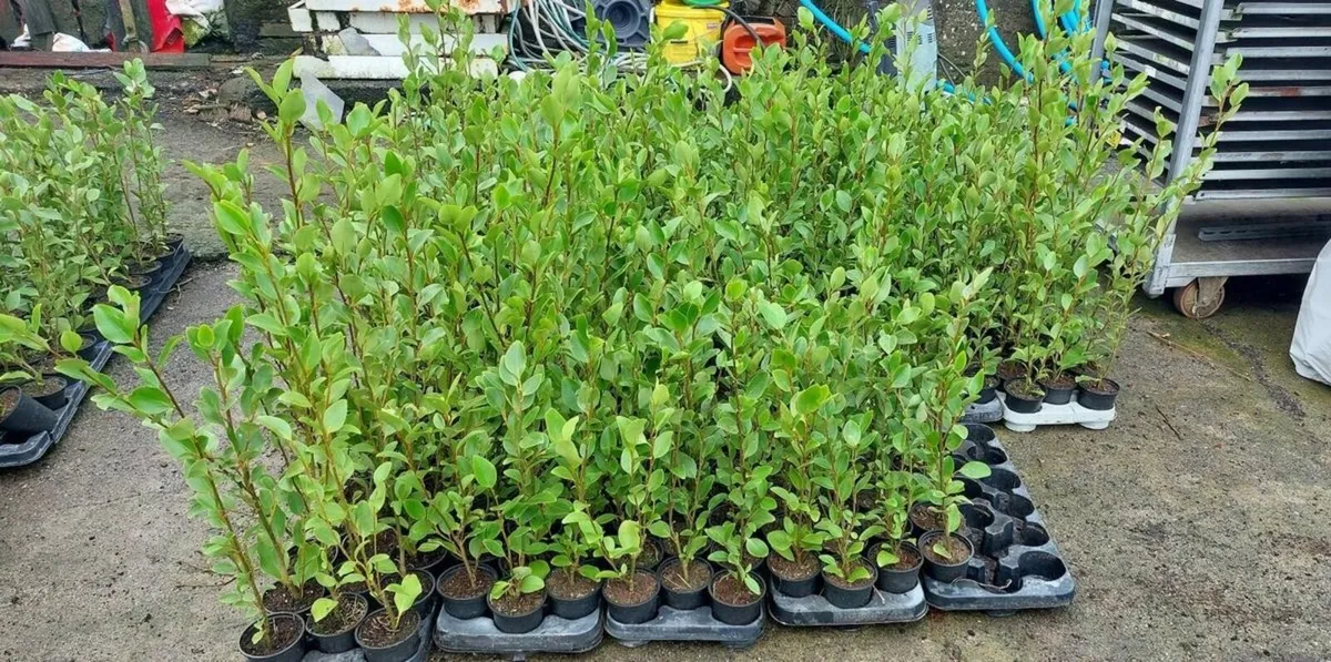 Griselinia hedging - Image 1