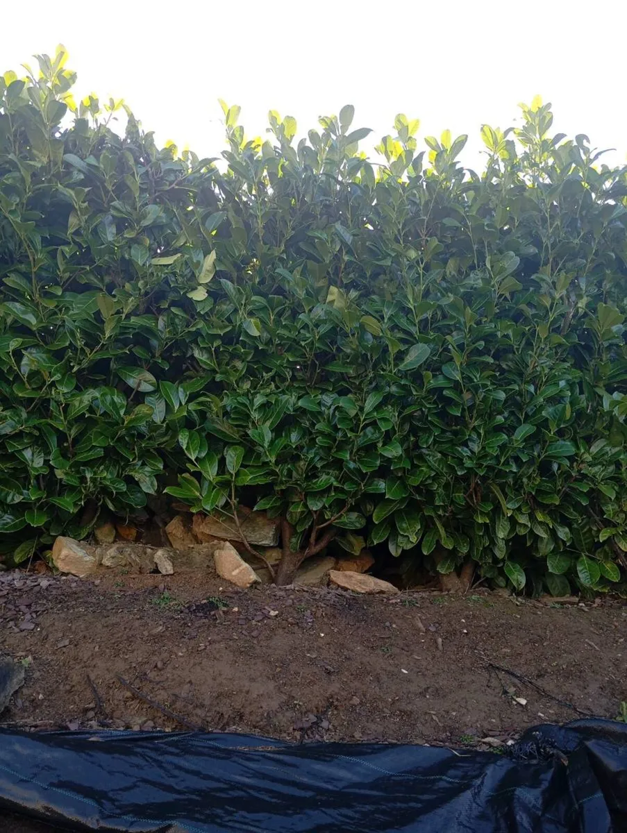 Laurel hedging - Image 1