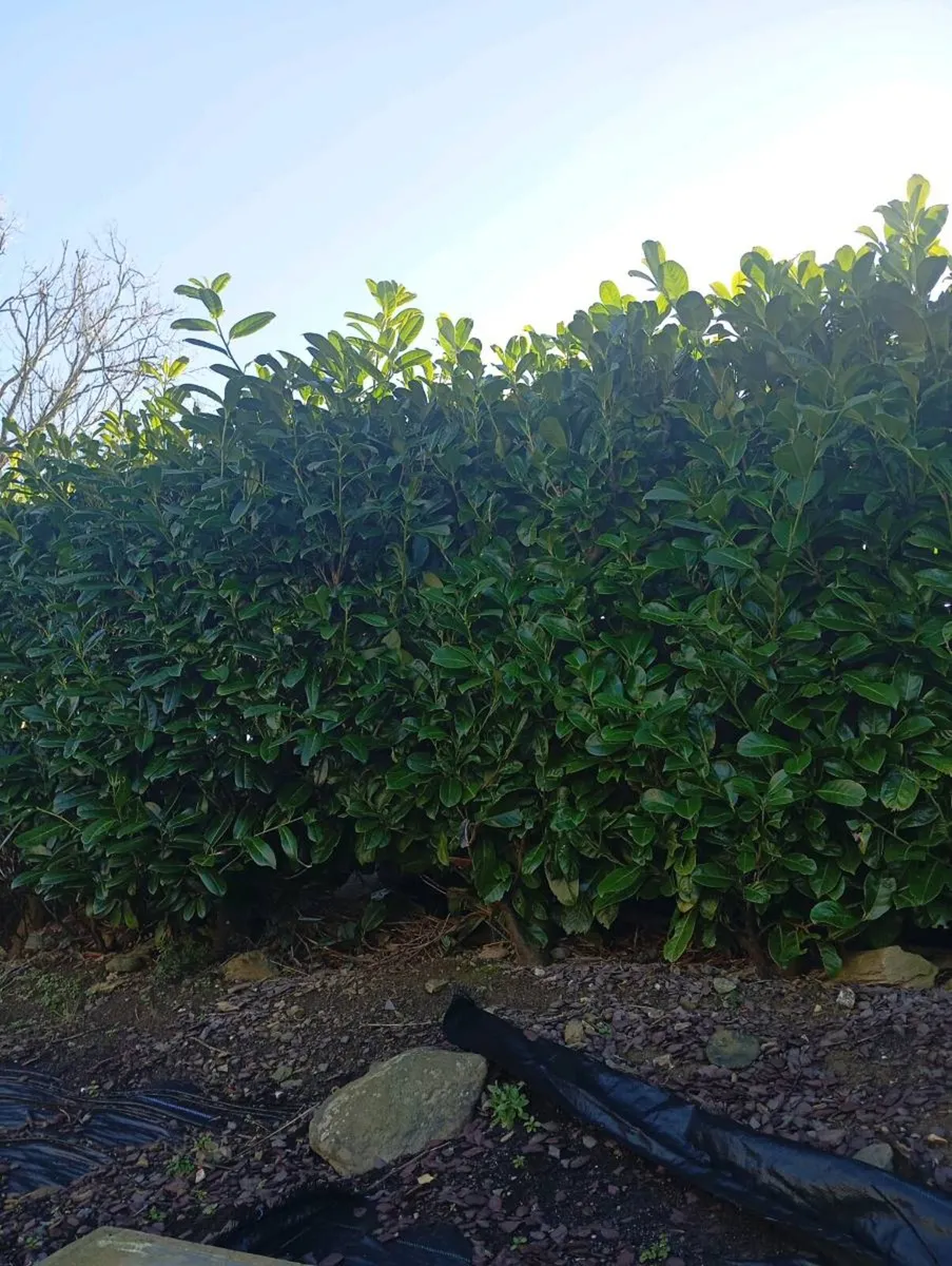 Laurel hedging - Image 2