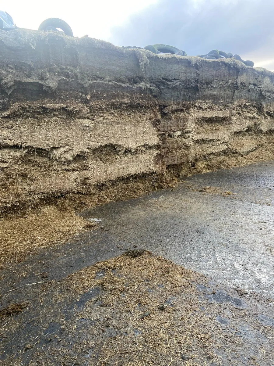 Whole Crop Wheat - Image 1