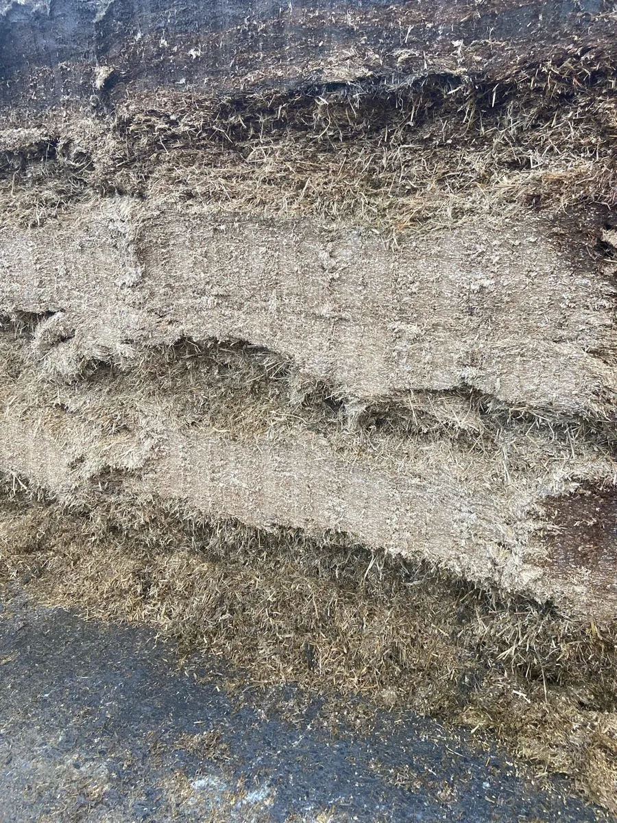 Whole Crop Wheat - Image 2