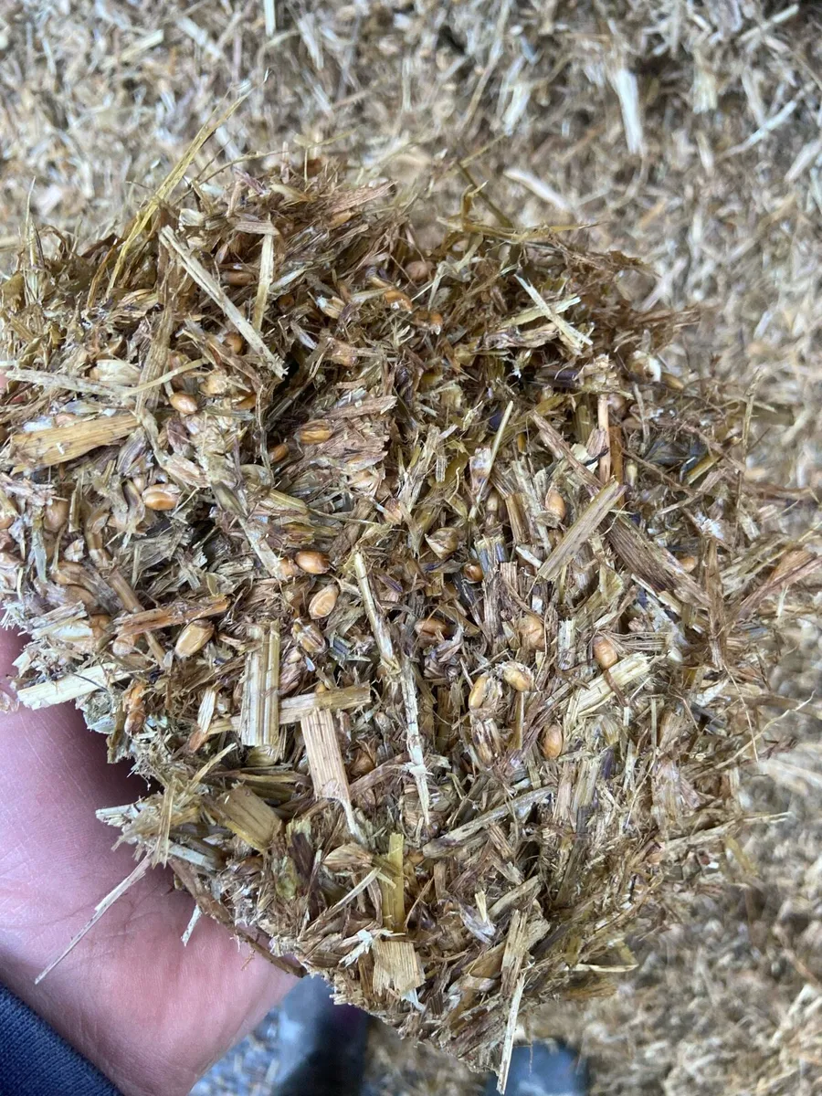 Whole Crop Wheat - Image 4