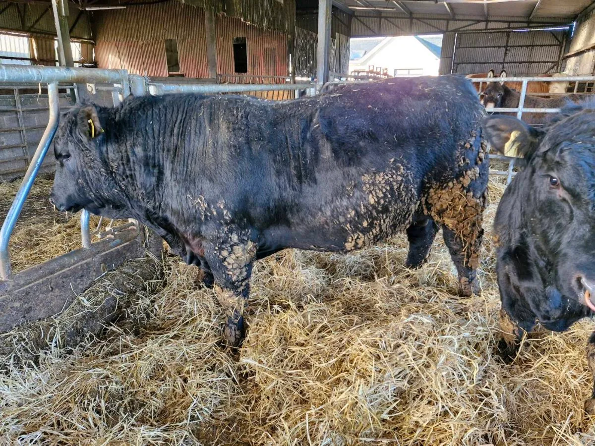 Pedigree Angus Bulls - Image 3