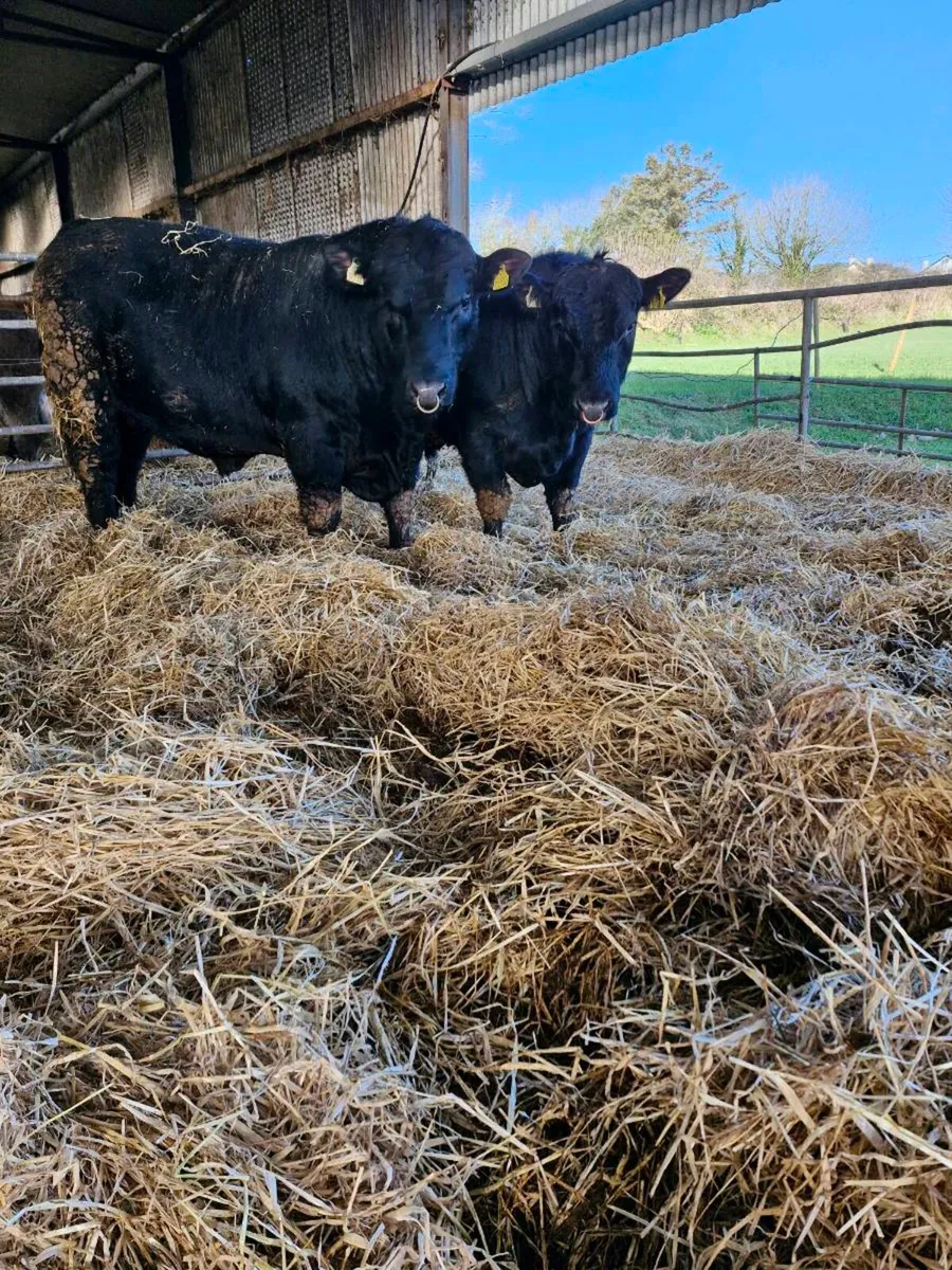 Pedigree Angus Bulls - Image 1