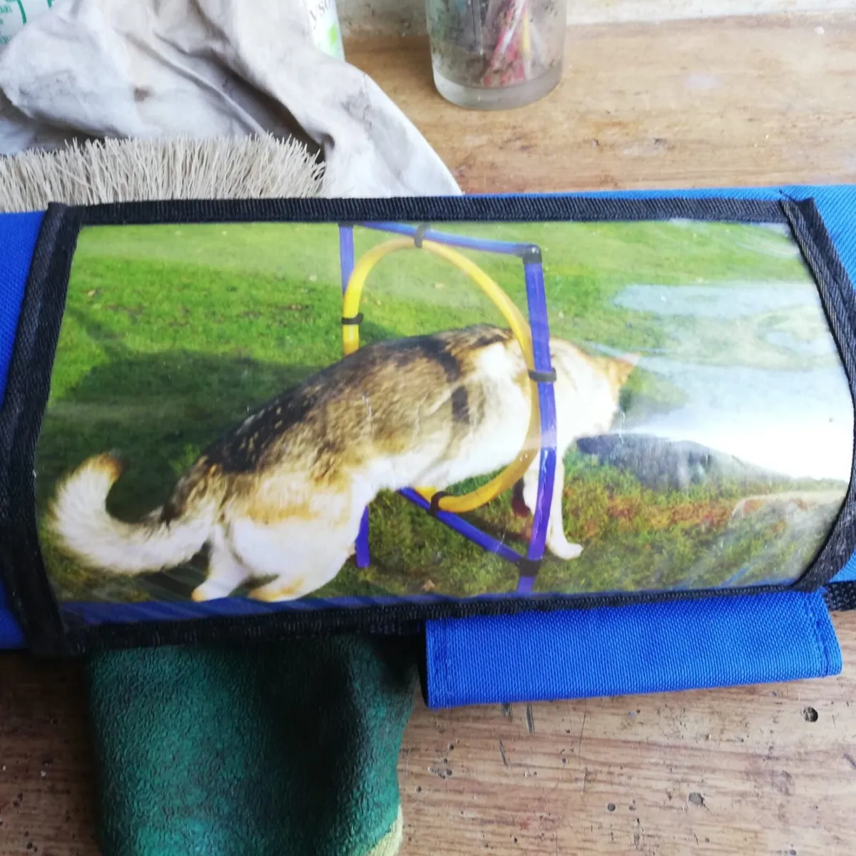 Dog Agility Equipment Training - Image 1