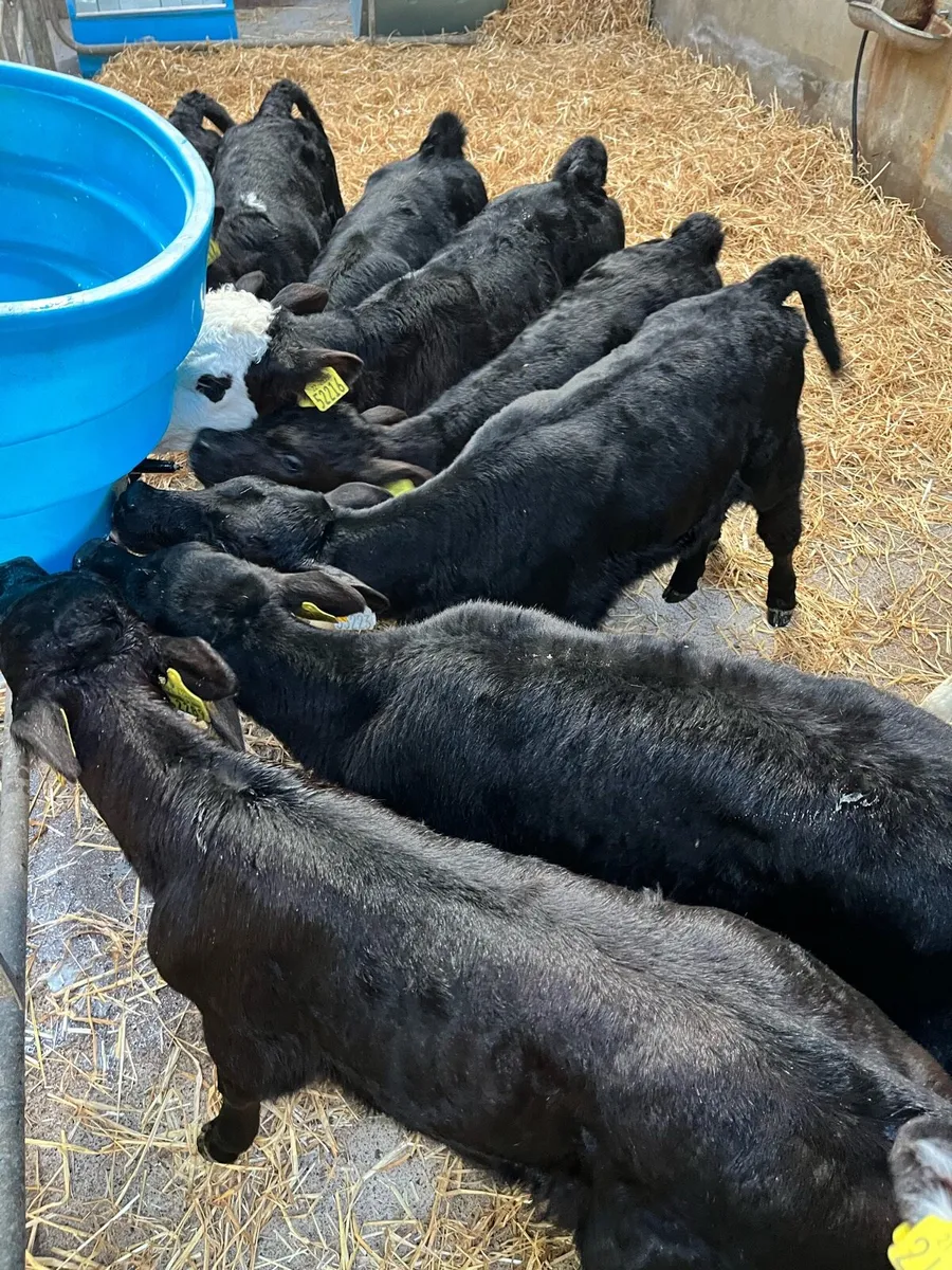 11 heifer calves - Image 1