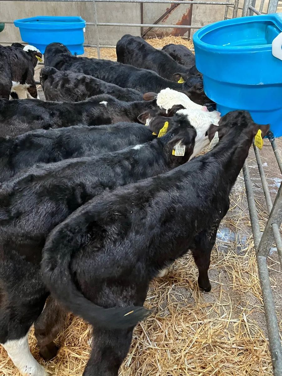 11 heifer calves - Image 2