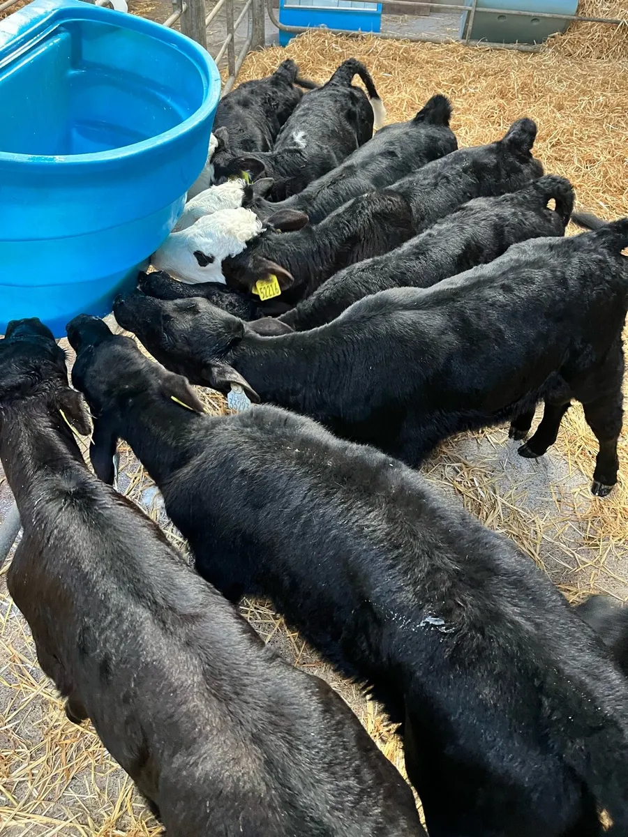 11 heifer calves - Image 3