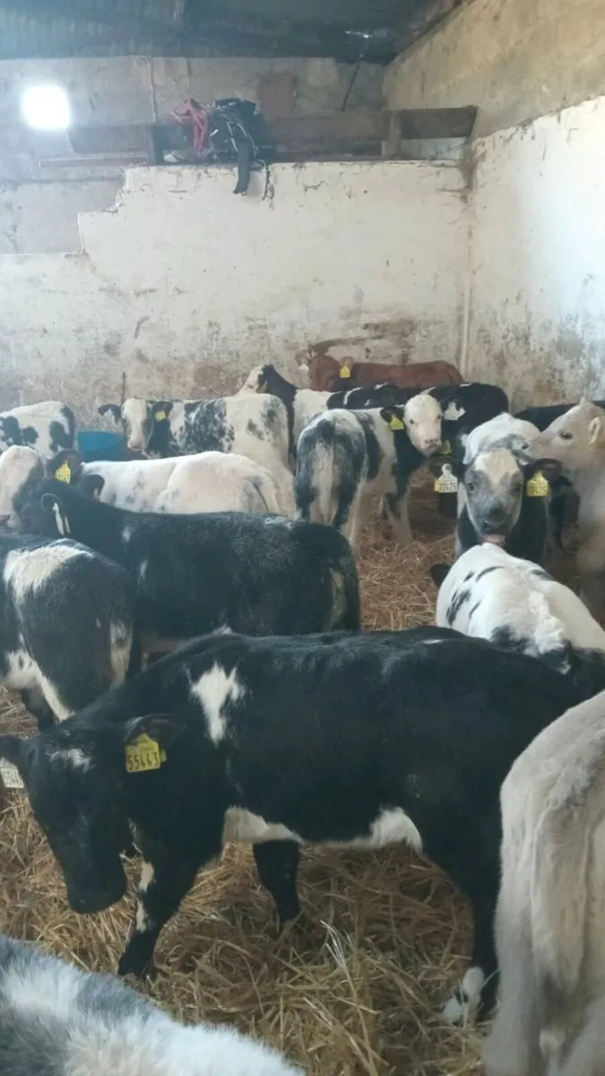 20 super smashing continental heifer calves - Image 1