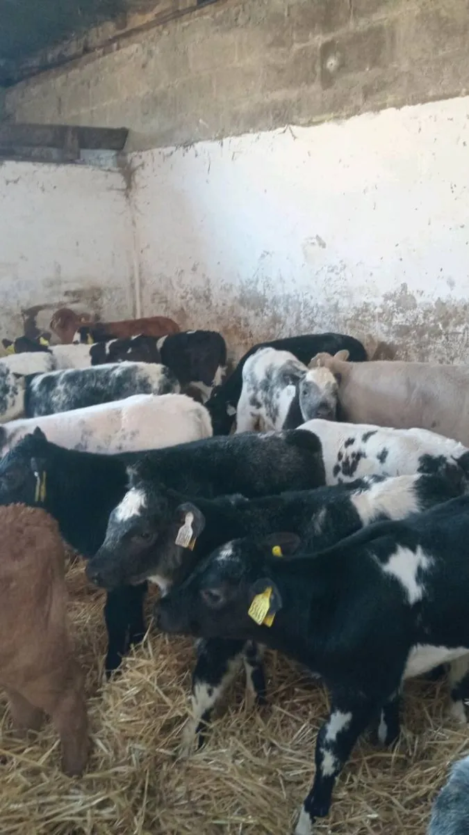 20 super smashing continental heifer calves - Image 4