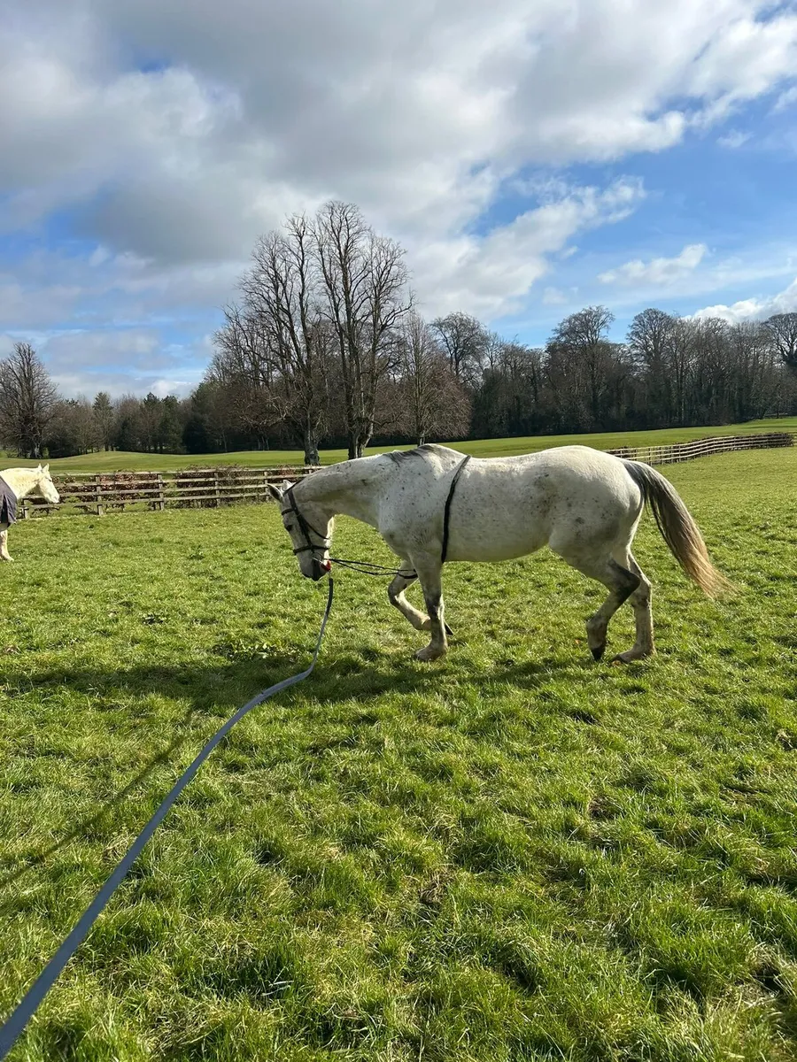 Brood Mare for sale - Image 1