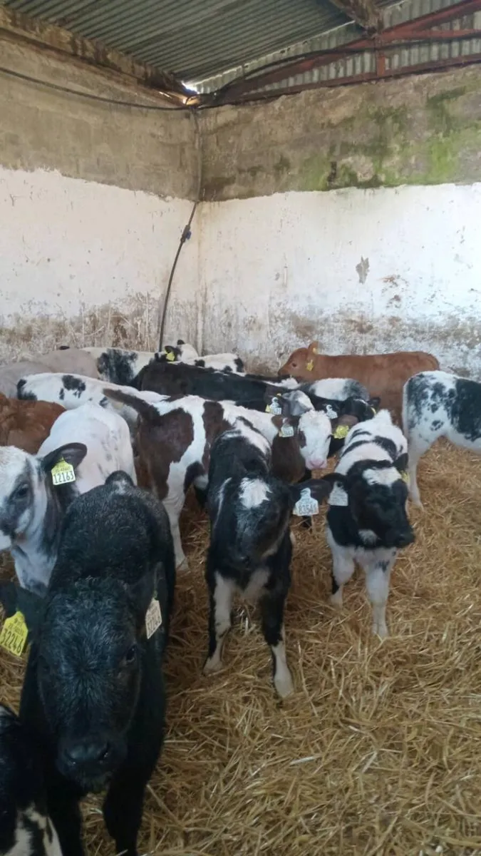20 super smashing continental heifer calves - Image 3