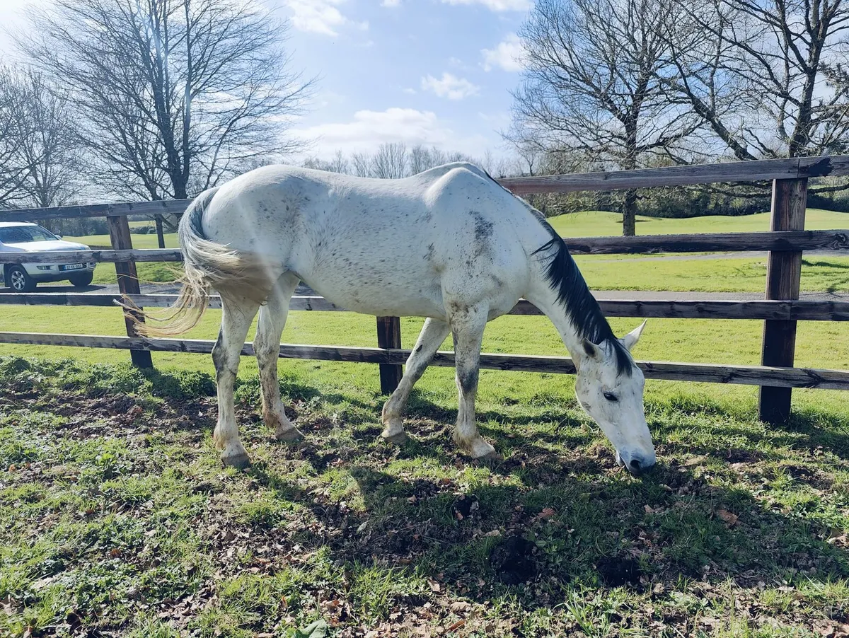 Brood Mare for sale - Image 2