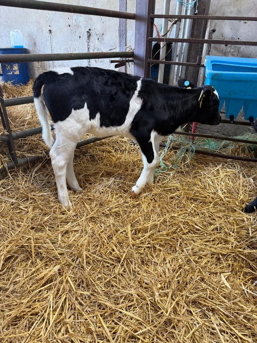 Fr heifer calf *read ad - Image 1