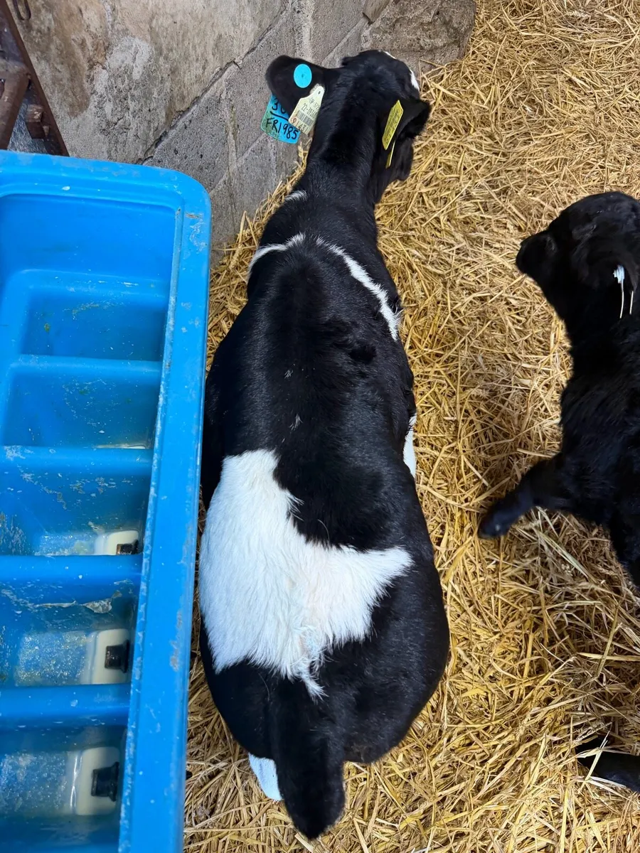 Fr heifer calf *read ad - Image 2