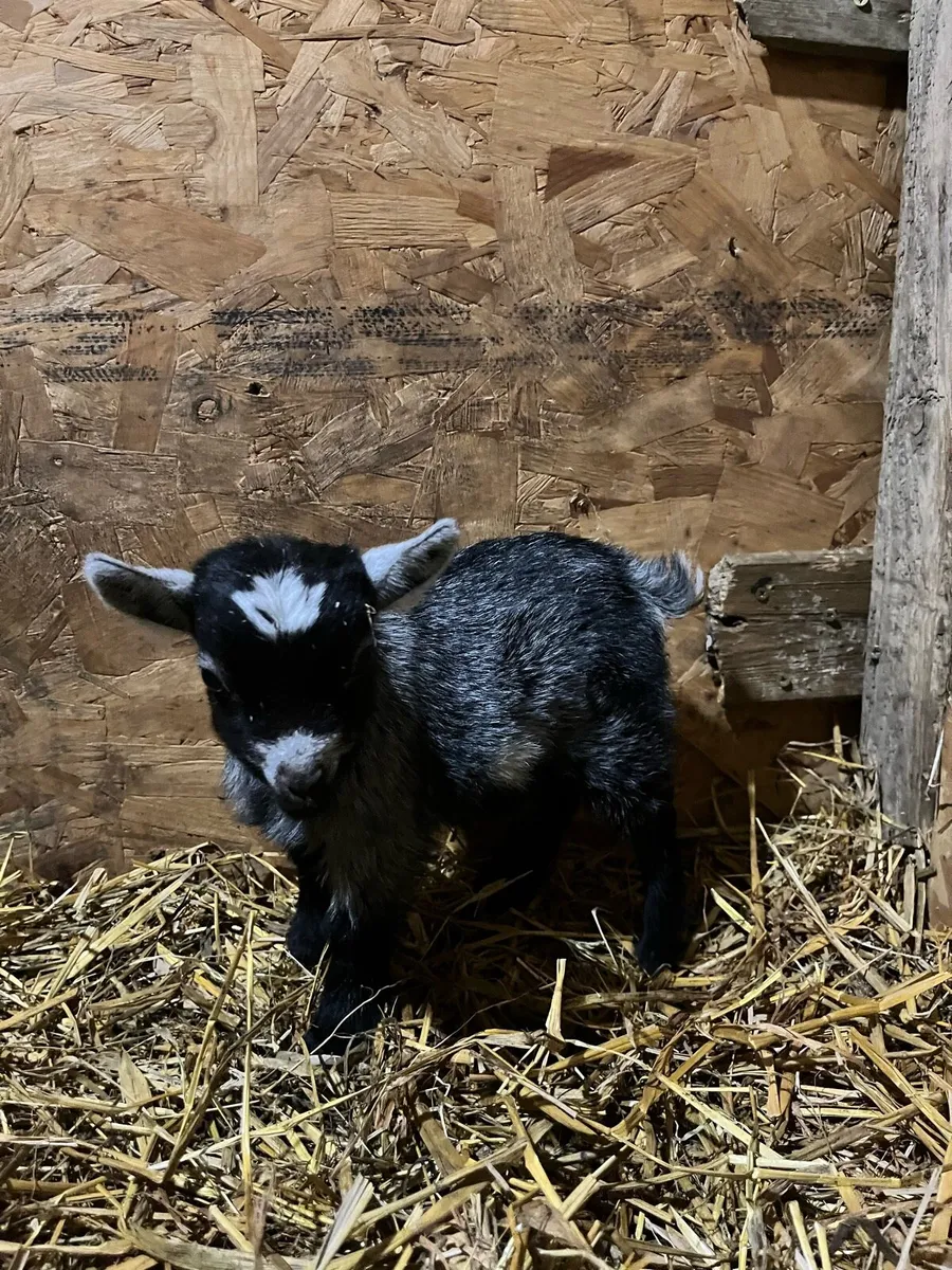 Pygmy Goat Kids - Image 3