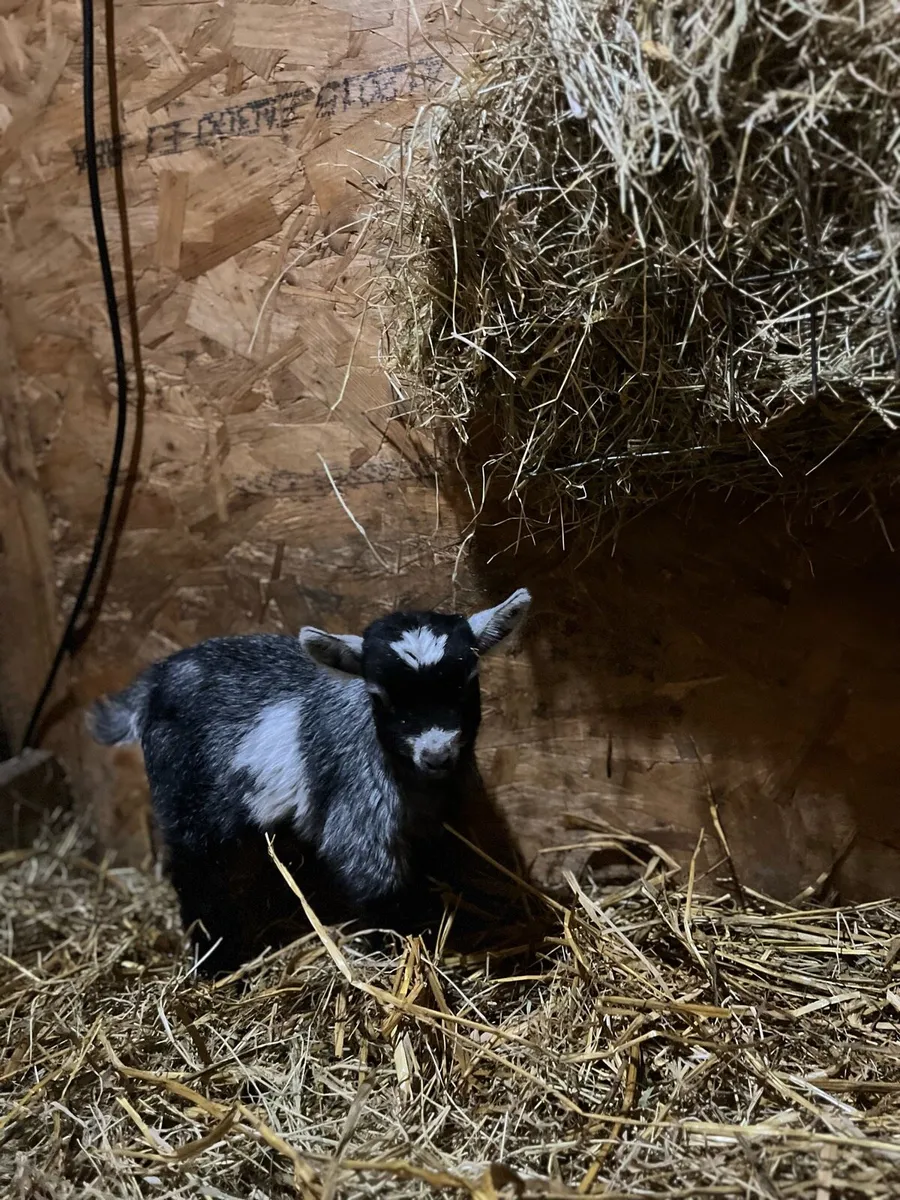 Pygmy Goat Kids - Image 2