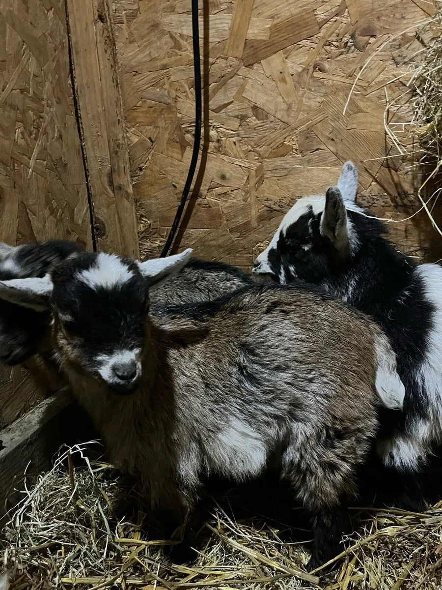 Pygmy Goat Kids - Image 4