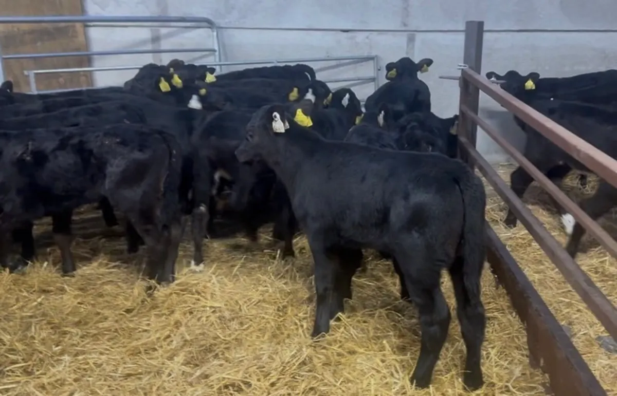❌large selection of calves❌ - Image 2