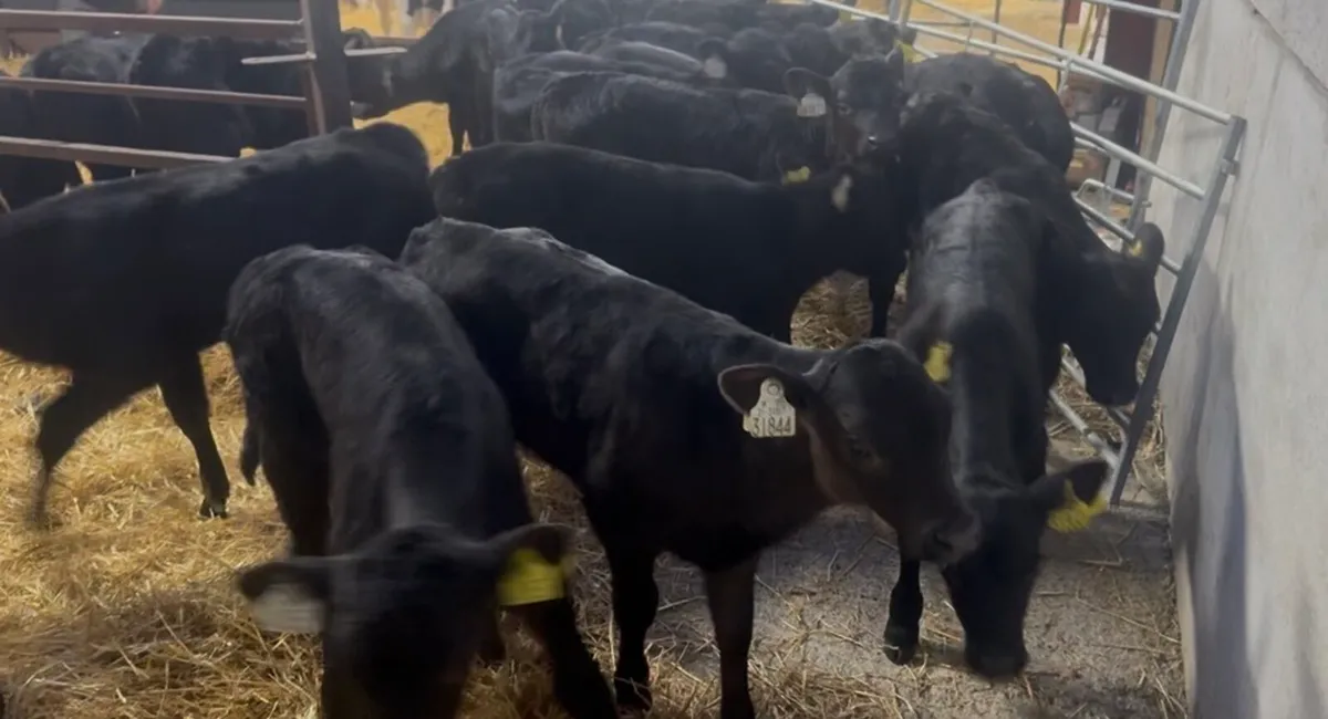 ❌large selection of calves❌ - Image 3