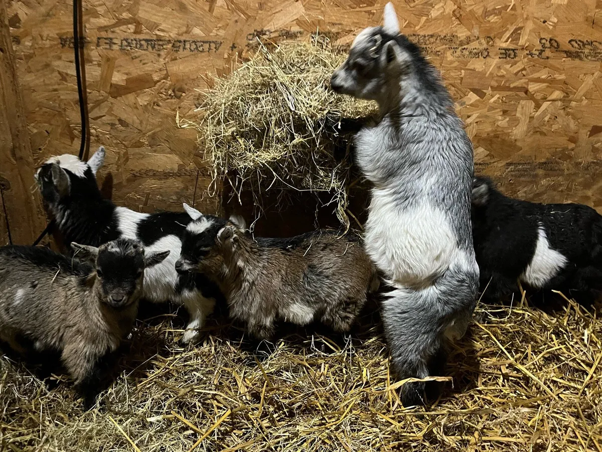 Pygmy Goat Kids - Image 1