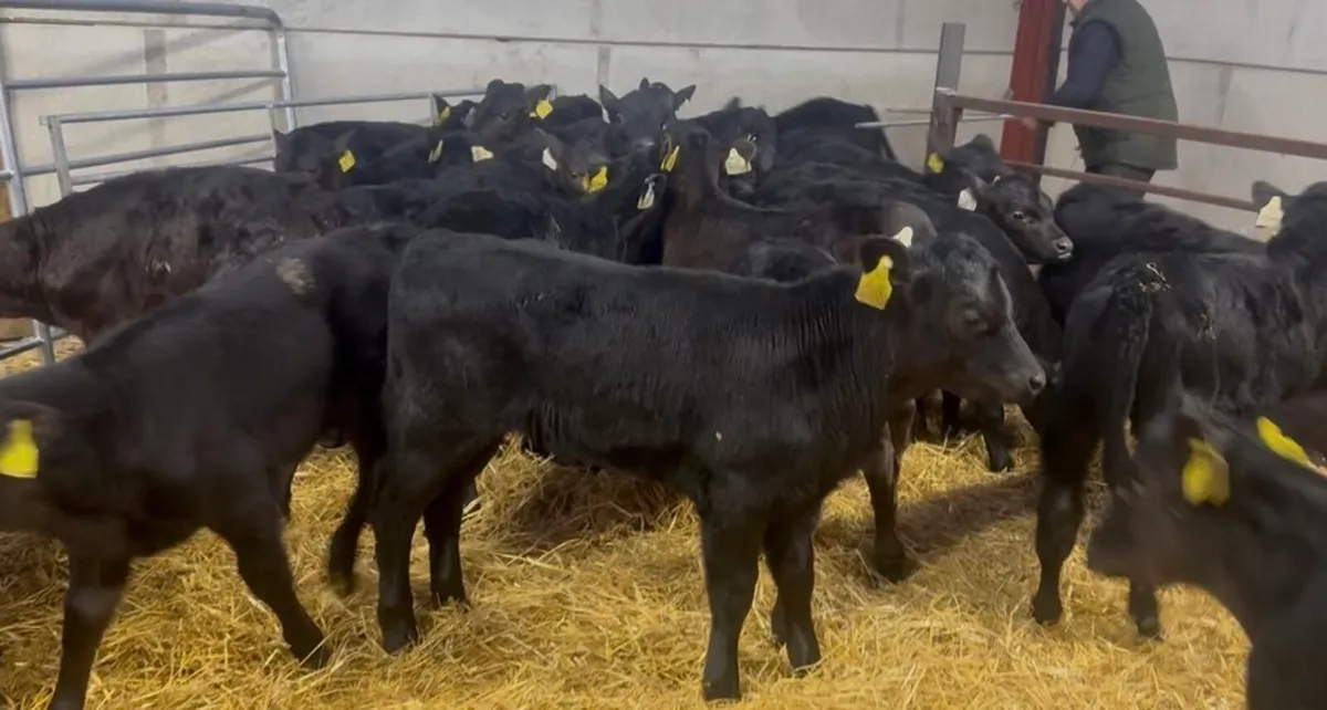 ❌large selection of calves❌ - Image 1