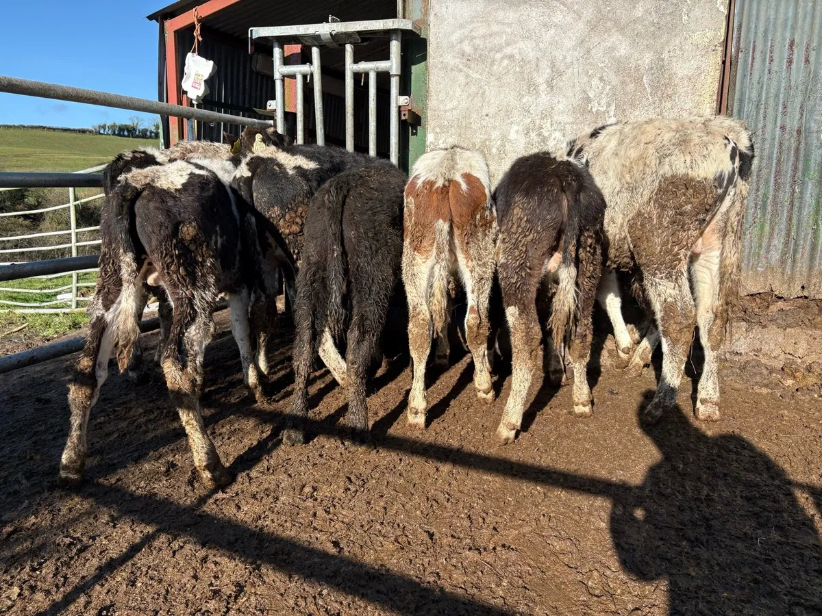 9 grass Weanlings - Image 2